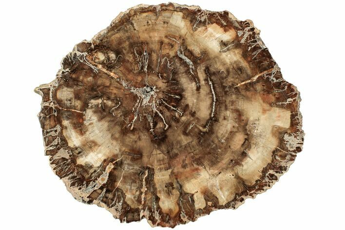 Petrified Wood (Araucaria) Round - Madagascar #207306